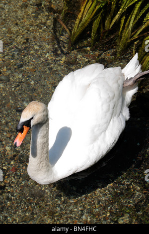 Ein Schwan auf Basingstoke Canal in der Nähe von Krönungsfeierlichkeiten Schloss Hampshire, UK. Stockfoto