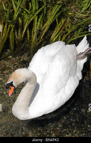 Ein Schwan auf Basingstoke Canal in der Nähe von Krönungsfeierlichkeiten Schloss Hampshire, UK. Stockfoto