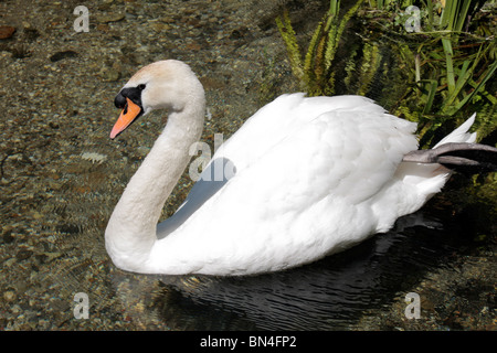 Ein Schwan auf Basingstoke Canal in der Nähe von Krönungsfeierlichkeiten Schloss Hampshire, UK. Stockfoto