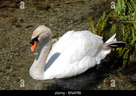 Ein Schwan auf Basingstoke Canal in der Nähe von Krönungsfeierlichkeiten Schloss Hampshire, UK. Stockfoto