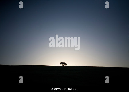 Ein einsamer Baum wächst auf einem Hügel in Arcos De La Frontera, Provinz Cadiz, Andalusien, Spanien. Stockfoto