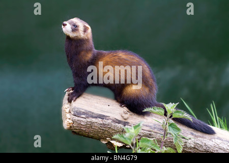 Europäisches/britisches Polecat/Mustela putorius Stockfoto