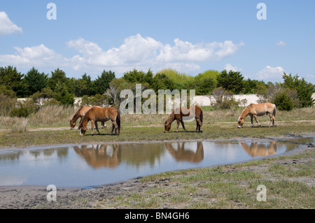 Wilde Spanisch Mustang Pferde weiden auf Süßwasser Sumpf Rasenfläche von Karotte Insel North Carolina Stockfoto