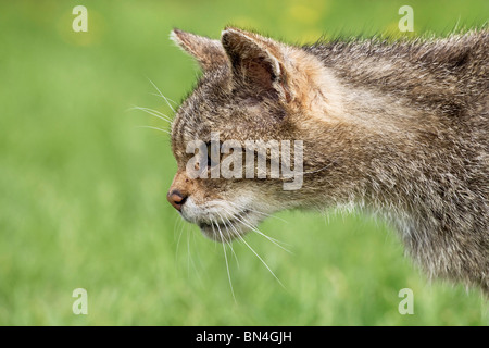 Schottische Wildkatze Stockfoto
