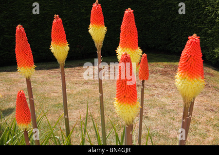 Klumpen Sie bilden Red Hot Poker Blumen, Kniphofia, 'Royal Standard' im Garten wachsen. Stockfoto