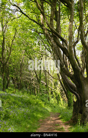 Schattigen Weg durch den alten Wald mit Frühling Wachstum und Glockenblumen. Stockfoto