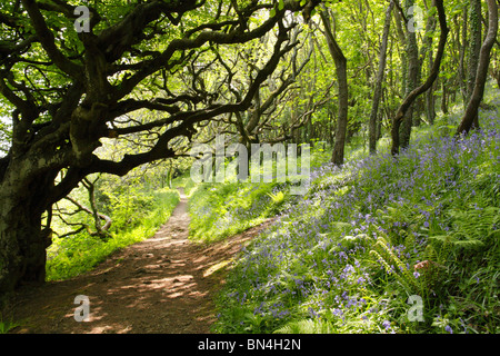 Schattigen Weg durch den alten Wald mit Frühling Wachstum und Glockenblumen. Stockfoto