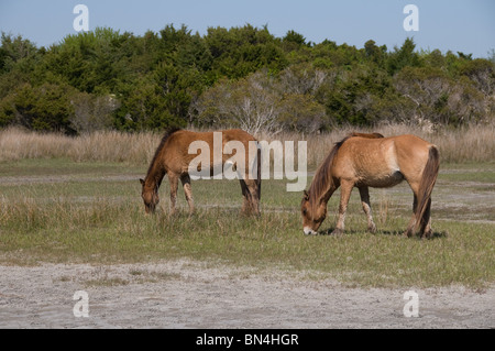 Wilde Pferde grasen auf Sumpfgebiet von Karotte Insel North Carolina Stockfoto