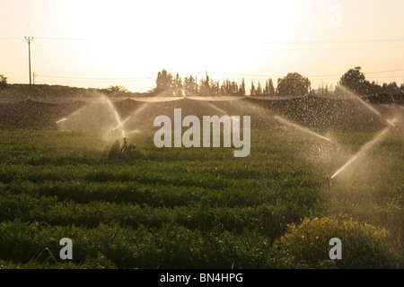 Wasser besprengt werden während des Sonnenuntergangs auf ein Feld von Möhren gedreht. Stockfoto