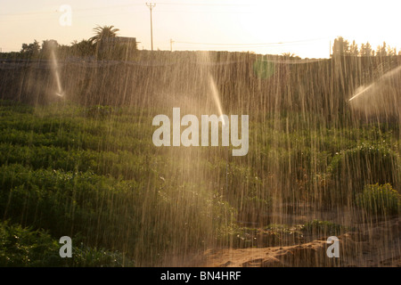 Wasser besprengt werden während des Sonnenuntergangs auf ein Feld von Möhren gedreht. Stockfoto