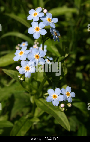 Wasser Vergissmeinnicht Myosotis Scorpioides Taken In Cumbria, UK Stockfoto