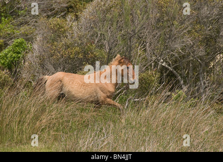 Spanischen Mustang Wildpferd in hohe Gräser mit bewaldeten Hintergrund ausgeführt. North Carolina-USA Stockfoto
