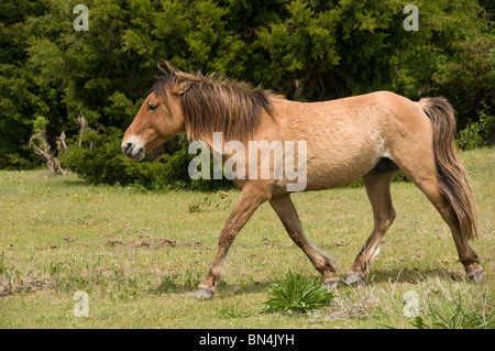 Spanischen Mustang Wildpferd auf Karotte Insel North Carolina Stockfoto