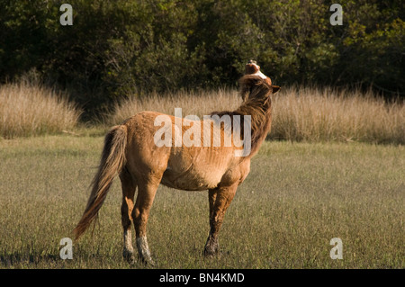 Spanischen Mustang Wildpferd schnuppern auf Karotte Insel North Carolina Stockfoto