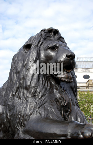 Löwen-Statue, die Nelson Säule bewacht. Trafalgar Square, London, England Stockfoto