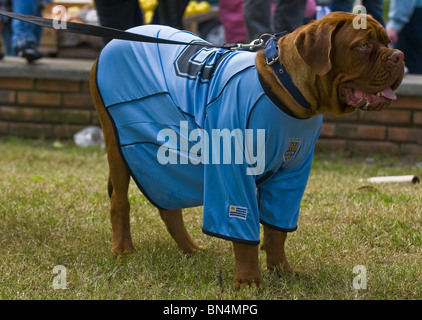 Hund trägt uruguayischen Fußball Team Shirt feiert Stockfoto