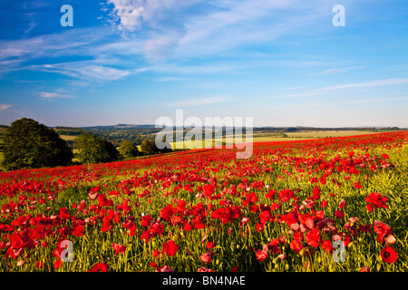 Mohnfelder im frühen Morgen Sonnenschein auf die Marlborough Downs, Wiltshire, England, UK Stockfoto