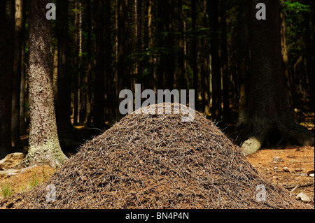 Ameisenhaufen, Ameisen-Kolonie, Spicak Hill, Zelezna Ruda, NP Sumava, Ceska republika Stockfoto