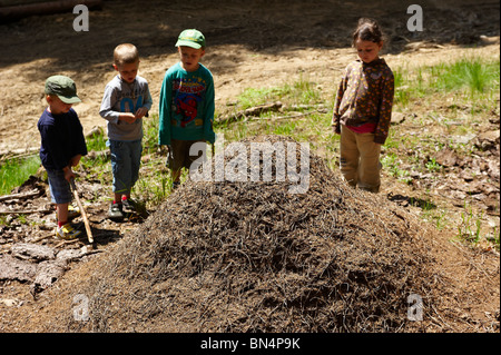 Kinder auf der Suche und Prüfung Ameisenhaufen, Ameisen-Kolonie, Spicak Hill, Zelezna Ruda, NP Sumava, Ceska republika Stockfoto