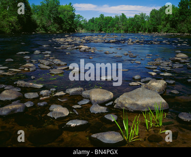 St. Croix National Scenic River, WI jungen Rohrkolben und Felsen in der oberen St Croix River - Sommer Stockfoto