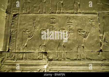 Hieroglyphen und Bas Relief geschnitzt Bilder von Pavianen in Edfu Tempel, Ägypten Stockfoto