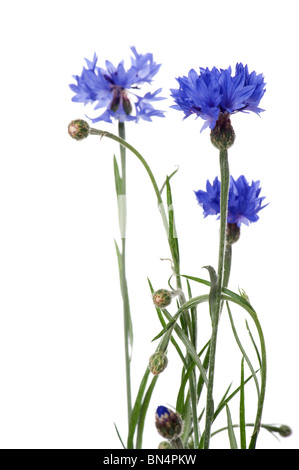 Objekt auf weiß - blaue Kornblume Nahaufnahme Blumen Stockfoto