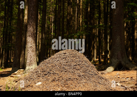 Ameisenhaufen, Ameisen-Kolonie, Spicak Hill, Zelezna Ruda, NP Sumava, Ceska republika Stockfoto