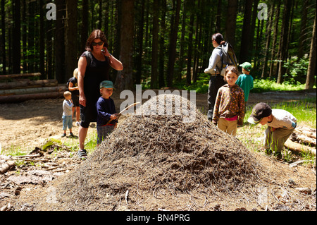 Kinder auf der Suche und Prüfung Ameisenhaufen, Ameisen-Kolonie, Spicak Hill, Zelezna Ruda, NP Sumava, Ceska republika Stockfoto