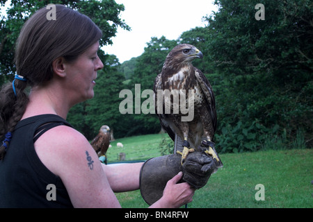 Bussard einerseits Falkner Stockfoto