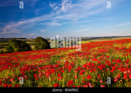 Mohnfelder im frühen Morgen Sonnenschein auf die Marlborough Downs, Wiltshire, England, UK Stockfoto