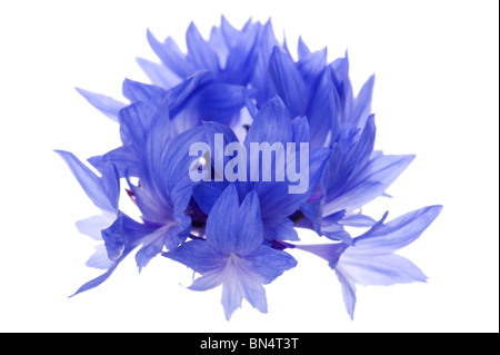 Objekt auf weiß - blaue Kornblume Nahaufnahme Blumen Stockfoto