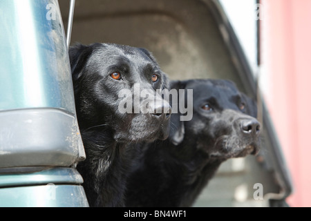 Zwei schwarze Labrador Retriever sitzt auf der Rückseite eines Fahrzeugs Stockfoto