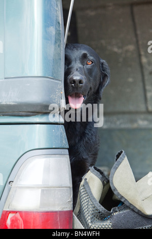 Ein schwarzer Labrador-Retriever sitzt auf der Rückseite eines Fahrzeugs Stockfoto