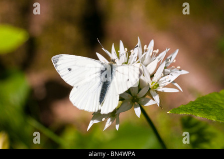 Tier, Schmetterling, grün geädert weiß, (Pieris Napi), Fütterung Stockfoto