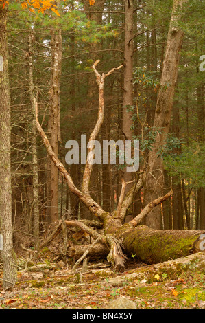 Ein Baum ist in Cades Cove der Great-Smoky-Mountains-Nationalpark, Tennessee, auszusetzen ihre Wurzeln zurückgegangen.  Foto von Darrell Young. Stockfoto