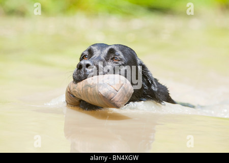 Ein schwarzer Labrador Retriever Schwimmen mit einer Trainingspuppe im Maul Stockfoto
