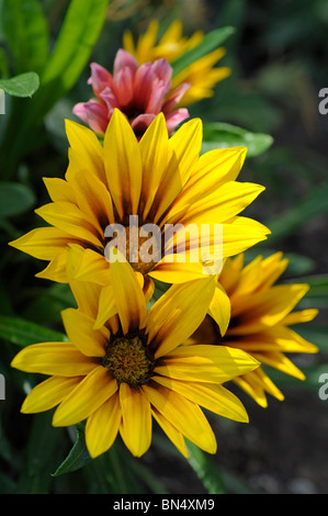 Gazanias Stockfoto