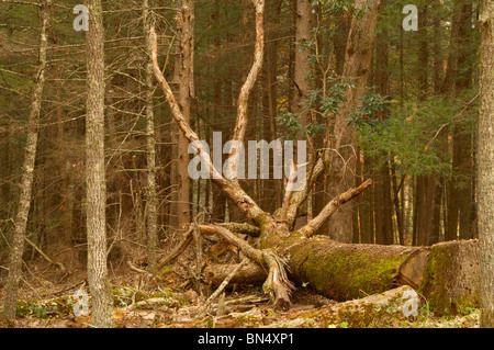 Ein Baum ist in Cades Cove der Great-Smoky-Mountains-Nationalpark, Tennessee, auszusetzen ihre Wurzeln zurückgegangen.  Foto von Darrell Young. Stockfoto