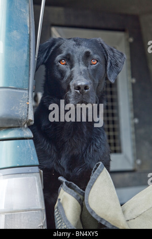 Ein schwarzer Labrador-Retriever sitzt auf der Rückseite eines Fahrzeugs Stockfoto