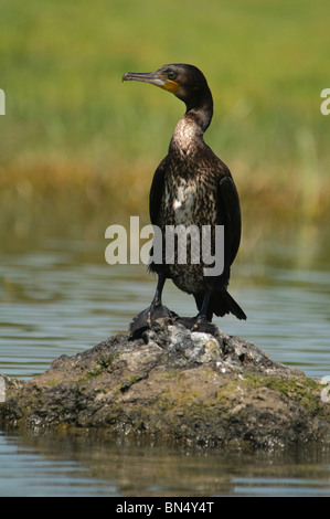 Weißer-breasted Kormoran Phalacrocorax carbo Stockfoto