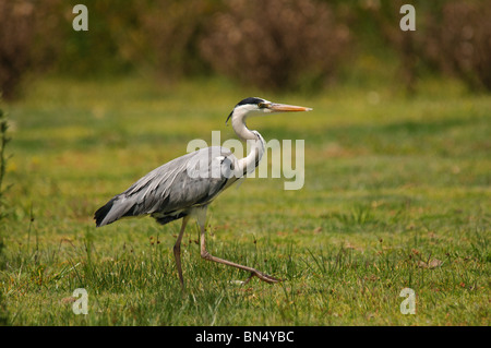 Grey Heron Ardea Cinerea waten in nassem Rasen Stockfoto