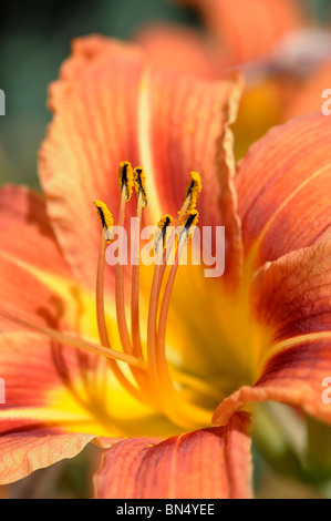 Taglilie (Hemerocallis Fulva) Stockfoto