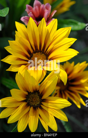 Gazanias Stockfoto