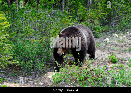 Ein Erwachsener Grizzly Bären in freier Wildbahn. Banff Nationalpark, Alberta, Kanada. Stockfoto