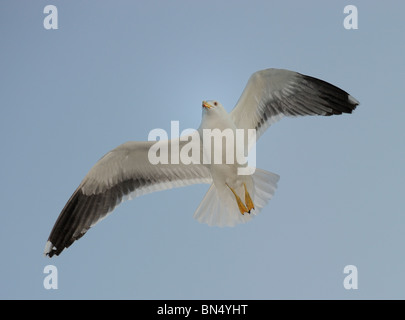 Porträt von Erwachsenen weniger Black-backed Gull (Larus Fuscus) Segelfliegen in blauer Himmel mit Wassertropfen auf Feder Stockfoto