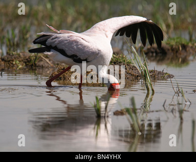 Gelb-billed Storch Mycteria Ibis Fütterung im Wasser Stockfoto