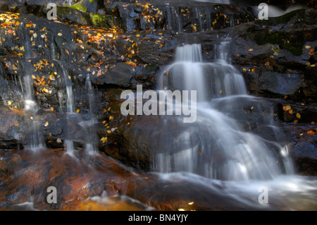 Oberen Laurel verliebt sich in Great Smoky Mountains Nationalpark. Foto von Darrell Young. Stockfoto