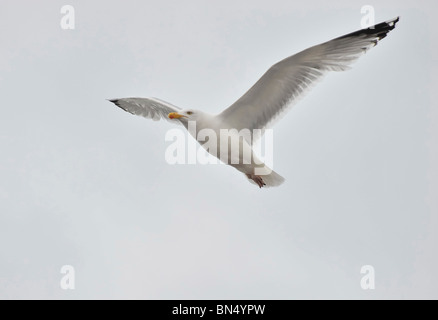 Erwachsenen weniger Black-backed Gull (Larus Fuscus) im Himmel schweben Stockfoto