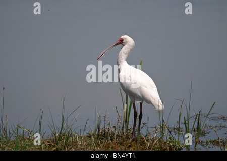 Afrikanischer Löffler-Platalea alba Stockfoto