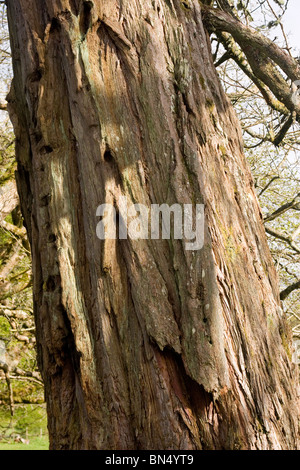 Rinde der Wellingtonia Baum Sequoiadendron giganteum Stockfoto